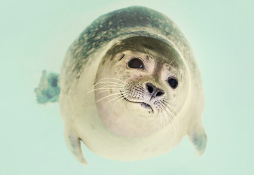 Gewone zeehond bij Ecomare op Texel (archieffoto).
